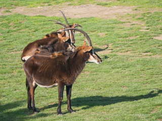 Close up group of Sable antelope, Hippotragus niger grazing in the grass pasture. Large antelope which inhabits wooded savanna in East and Southern Africa