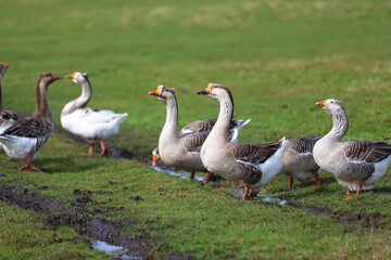 Geese graze on a green meadow. A flock of domestic geese walks one after another across the field.