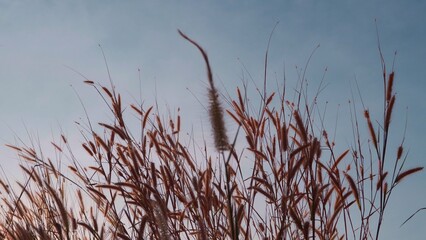 Grass flower, meadow, sky background, peaceful nature