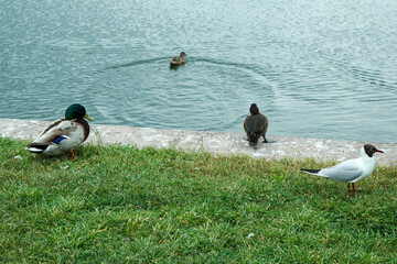 three ducks and one seagull on the lawn near a pond in the park