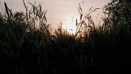 grass flowers, grassland, sunset, beautiful nature