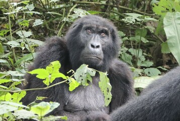 Naklejka premium Female Eastern Mountain Gorilla (Gorilla beringei beringei), Bwindi Impenetrable Forest National Park, Uganda, Africa.