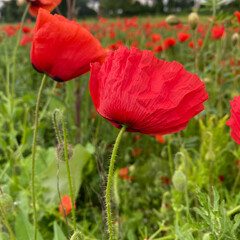 Naklejka premium red poppy in the field