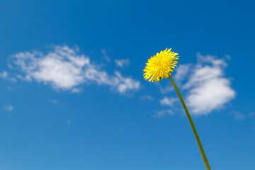 One yellow dandelion flower on a long stem against a clear blue sky. Minimalistic concept of spring nature.