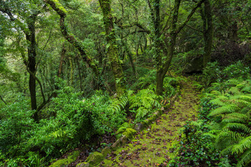Weg im Parque da Pena, Naturpark Sintra-Cascais, Lissabon, Portugal