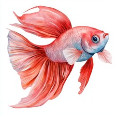 Fototapeta premium Watercolor Betta Fish Red Flowing Fins Aquatic Life Illustration Pastel Colors Detailed Cute