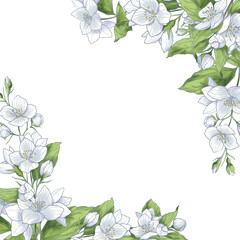 Obraz premium Two hand drawn corners with jasmine flowers for greeting or package design
