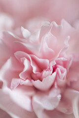 Fototapeta premium Macro view of pink carnation flower.