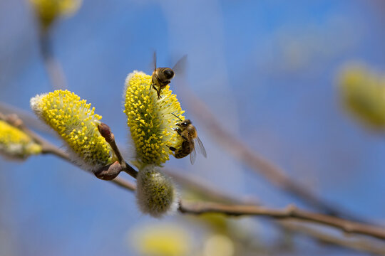 bee collects pollen on a yellow spring flower. willow branch with yellow spring flowers. delicate willow flowers in spring. Active work of bees to collect pollen. lot of pollen and nectar. close-up