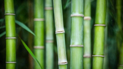 Fototapeta premium Close-up of Lush Green Bamboo Stalks in a Forest Setting