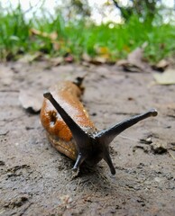 gewöhnliche Wegschnecke