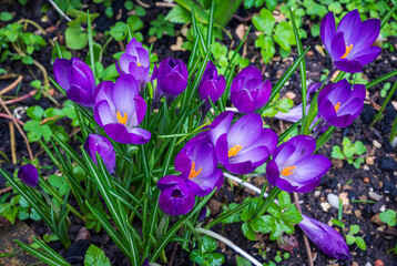 A cluster of purple crocus flowers, accompanied by their green, pointy leaves, bursts through the...