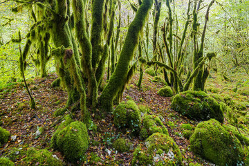 Fototapeta premium moosbewachsener Wald im Flumen Tal, Septmoncel Les Molunes, Jura, Frankreich