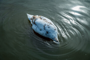 A young swan dips its head entirely beneath the water's surface, seemingly on a search for its next...