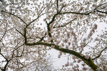 Blooming tree with pale-pink blossoms stretches across its branches, against a white, foggy sky, evoking the quiet essence of early spring 2