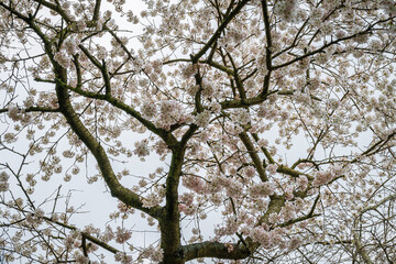Blooming tree with pale-pink blossoms stretches across its branches, against a white, foggy sky, evoking the quiet essence of early spring 1