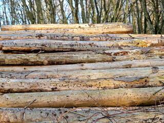 Wood storage in the forest. After felling, the logs are stored at the edges of forest paths for...