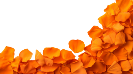 Bright orange rose petals frame isolated on transparent background, cutout