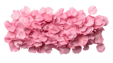 Fototapeta premium Fallen pink flower petals isolated on transparent background, cutout