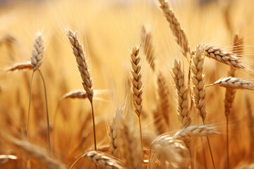 Obraz premium Wheat Sunset Tranquil Peaceful Nature Serene Scene