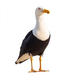 Fototapeta premium Seagull isolated on a white background, ideal for wildlife, ornithology, and nature design concepts.
