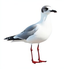 Fototapeta premium Seagull isolated on a white background, ideal for wildlife, ornithology, and nature design concepts.