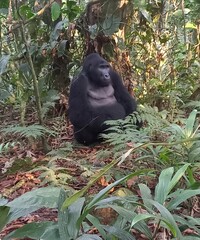 Adult male Eastern Mountain Gorilla (Gorilla beringei beringei), also known as a Silverback, Bwindi Impenetrable Forest National Park, Uganda, Africa.
