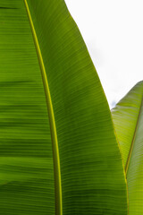 Abstract Close-Up Of A Single Banana Leaf