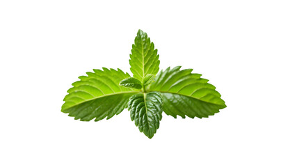 Vibrantly green mint leaves displayed against a transparent background, highlighting their freshness and natural texture.