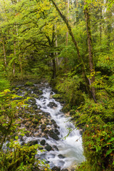 Bach im Cirque de Consolation, Consolation-Maisonnettes, Doubs, Frankreich