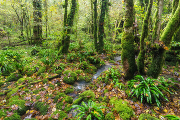Wald nahe der Cuisance Quelle, Les Planches-prés-Arbois, Jura, Frankreich