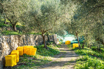 Olive Terrace in Liguria with Yellow Crates During Harvest Season