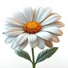 Naklejka premium White daisy,yellow center,green leaves;white background