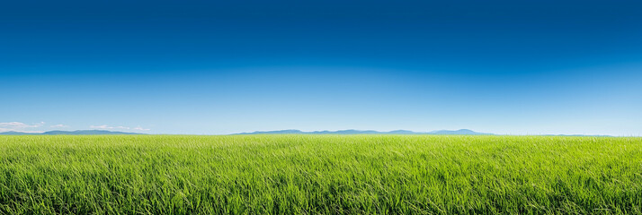 Fototapeta premium Panoramic View of Green Grass Under Clear Blue Sky, Spring Nature Scene
