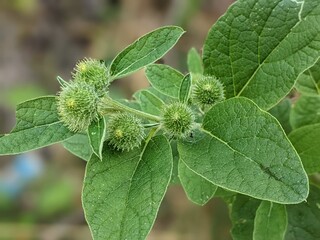 Spiny fruits after the flowering of the burdock plant, ordinary or large. A massive plant with very...