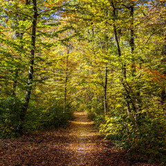 Autumn
