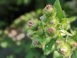 Spiny fruits after the flowering of the burdock plant, ordinary or large. A massive plant with very...