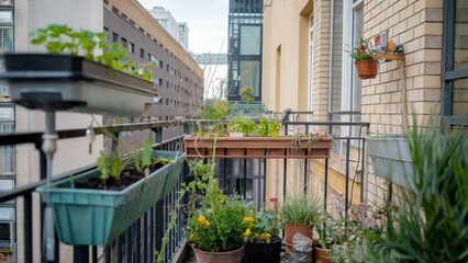 Obraz premium A detailed view of a balcony garden featuring potted plants, hanging planters, and a drip irrigation setup, highlighting eco-friendly urban living.