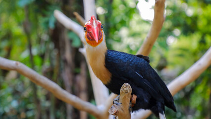 The toco tukan (Ramphastos toco) is a known species of bird in the tukan family. Writhed hornbill (Aceros leucocephalus) © Syahrul