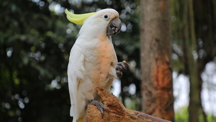 Yellow-crested Cockatoo (kakatua) or scientifically known as Cacatua Sulphurea is standing on a tree trunk