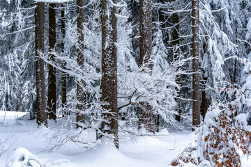 Fototapeta premium Beautiful winter forest with lots of snow in the Bavarian Forest National Park Germany