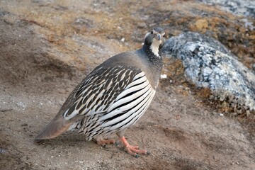 Himalayan snowcock bird (Tetraogallus himalayensis) on Kala Patthar mount in Himalayas, Gorakshep,...