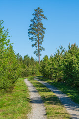 Small dirt road through a green forest in Sweden