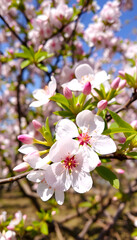 Fototapeta premium The vibrant beauty of spring blossoms, capturing the bright and fresh essence of nature in full bloom, with white tones