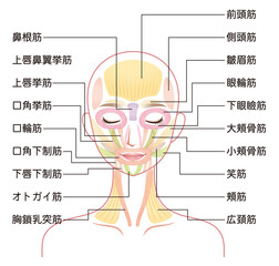Obraz premium 顔の筋肉の仕組み 美容 表情筋
