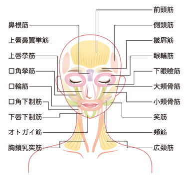 顔の筋肉の仕組み　美容　表情筋
