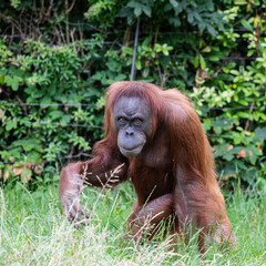 Fototapeta premium Orang-Utan auf Nahrungssuche