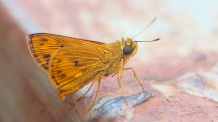The fiery skipper (Hylephila phyleus) captured in Banten, Indonesia