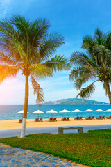 Beaches and sun tables Row of empty sun loungers lined up behind the coconut palms tropical beach day coast. Vacation in the sea