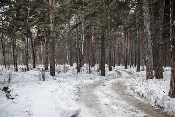 Winter forest with a winding snowy road through tall pine trees, creating a serene and tranquil atmosphere in a Siberian woodland.